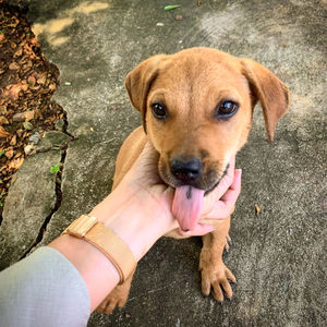 High angle view of hand holding puppy