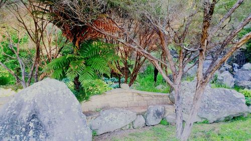 Trees growing by rocks