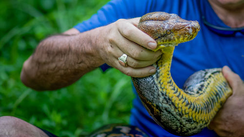 A big and ferocious python catches snakes by hand, beautiful striped boa in a fertile forest.