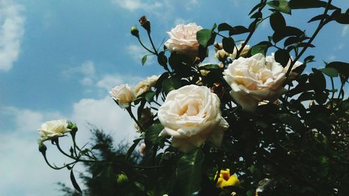 Close-up of white roses blooming against sky