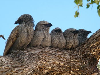 Low angle view of birds perching on a tree