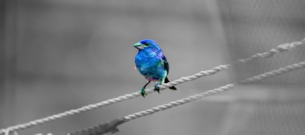 Close-up of bird perching on metal