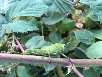 Close-up of insect on plant