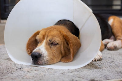 Close-up of dog sleeping