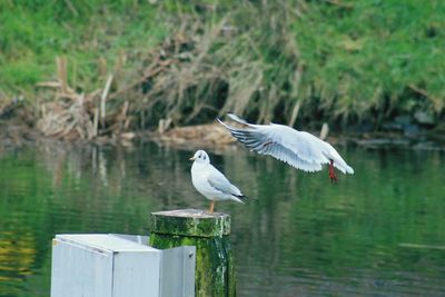 Bird flying over calm lake