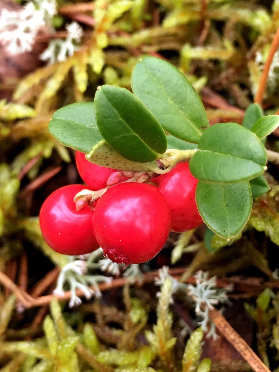 CLOSE-UP OF STRAWBERRY GROWING ON PLANT