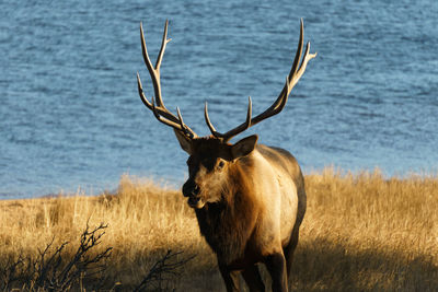 Portrait of deer standing on grass against lake