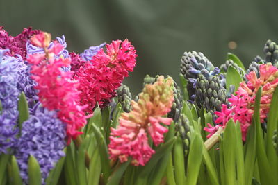 Hyacinths are floral plants with spherical bulbs