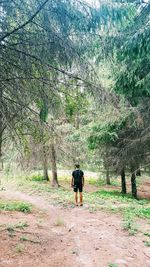 Rear view of man walking in forest