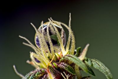 Close-up of flowering plant