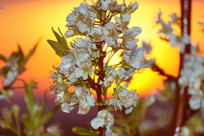 Close-up of flower tree