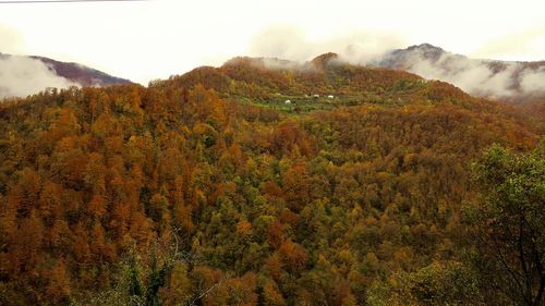 Scenic view of forest against sky during autumn