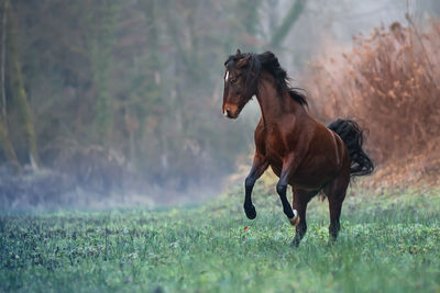 Horse running on a field