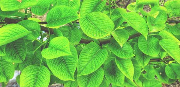 Full frame shot of green leaves