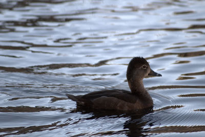 Close-up of duck swimming in lake