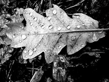 Close-up of raindrops on maple leaf