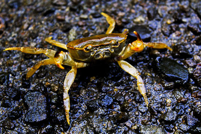 Close-up of crab on rock