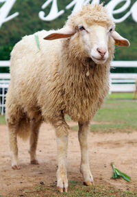 Sheep standing on field