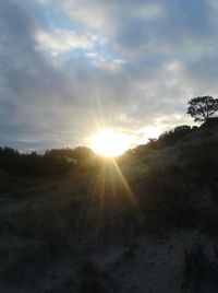 Sun shining through trees