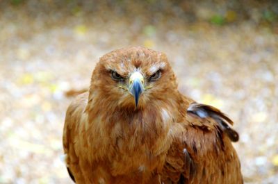 Close-up portrait of eagle against blurred background