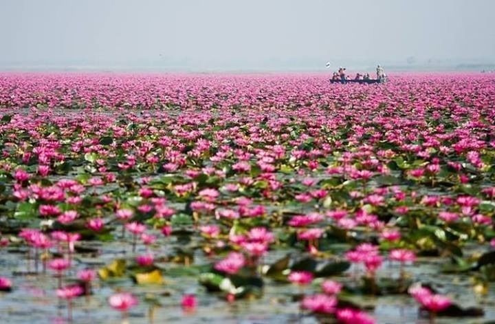 flower, freshness, fragility, beauty in nature, pink color, growth, blooming, nature, abundance, petal, selective focus, field, plant, in bloom, outdoors, day, focus on foreground, purple, no people, flower head