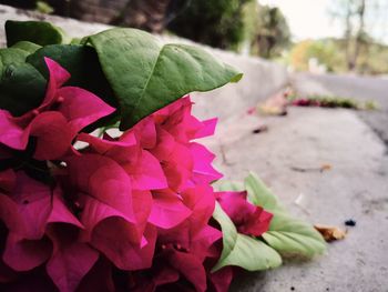 Close-up of pink flowering plant