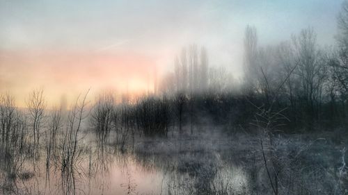 Plants growing on land against sky during sunset