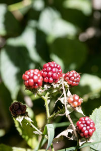 Wild forest fruit macro background high quality fifty megapixels prints rubus ulmifolius