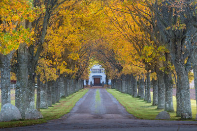 Alley trees autumn time