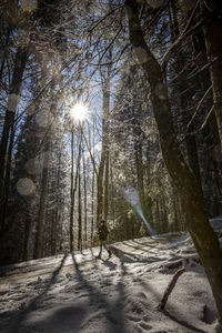 Sun shining through trees in forest during winter