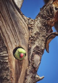 Low angle view of a parrot dwelling out of a tree 