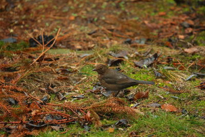 High angle view of bird on field