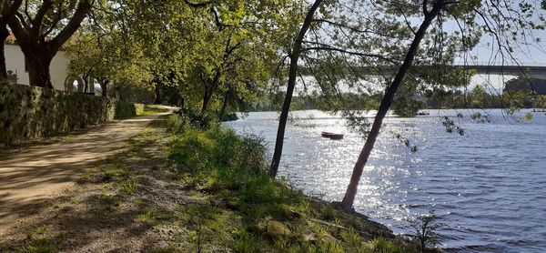 Footpath by river amidst trees in forest