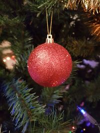 Close-up of christmas tree