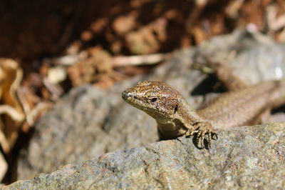 Close-up of lizard