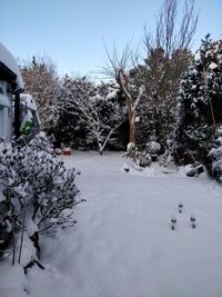 Frozen trees on snow covered landscape