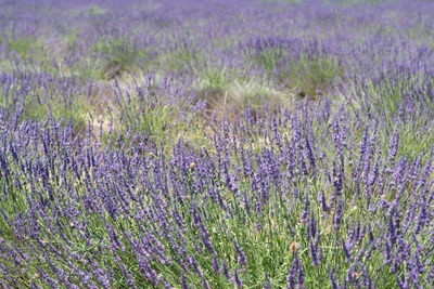 Purple flowering plants on field