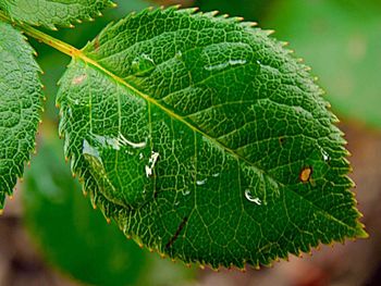 Close-up of leaves on plant