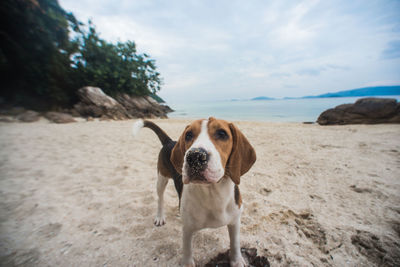 Portrait of dog on beach