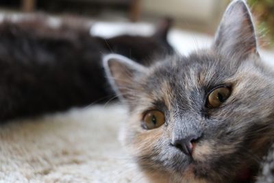 Close-up portrait of a cat