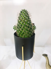 Close-up of cactus plant in pot