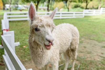 View of a sheep on field