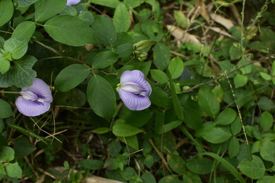 Close-up of purple iris blooming outdoors