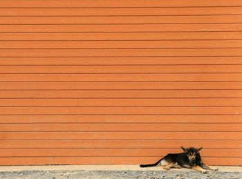 Dog relaxing against the wall