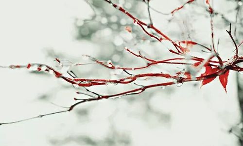 Close-up of red berries on branch