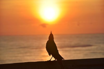 Silhouette bird on a beach