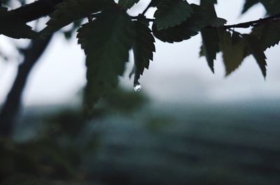 Close-up of raindrops on tree leaves