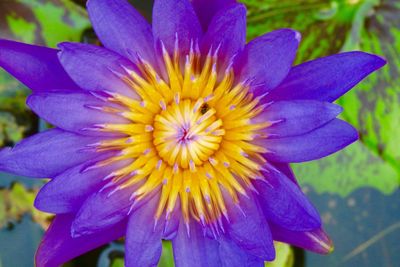 Close-up of purple flower blooming outdoors