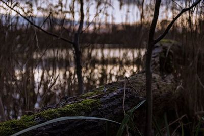 Close-up of tree trunk in forest