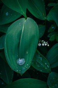 Close-up of water drops on leaf